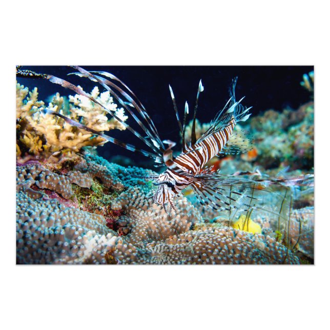 Impression de poisson blanc (Devant)