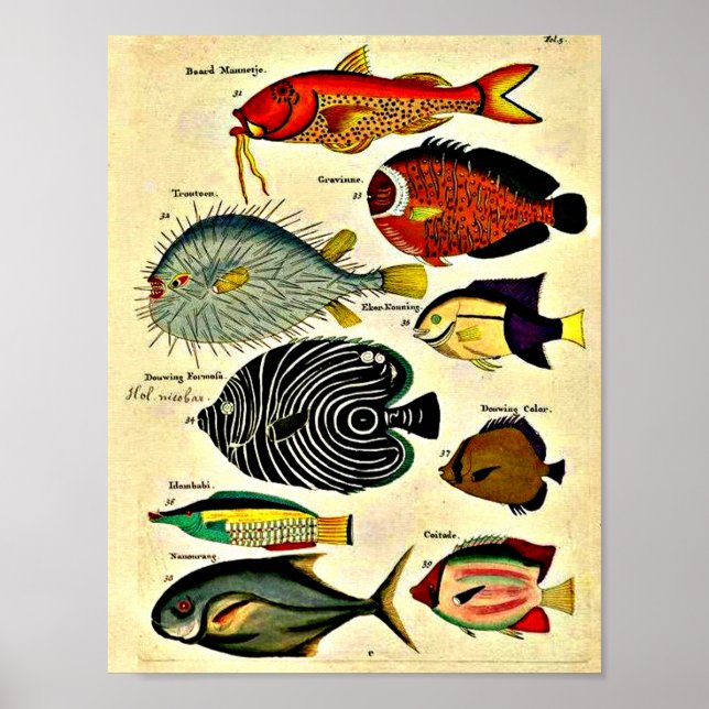 impression de poisson d'époque (Devant)