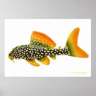 Impression de poisson Goldy Pleco