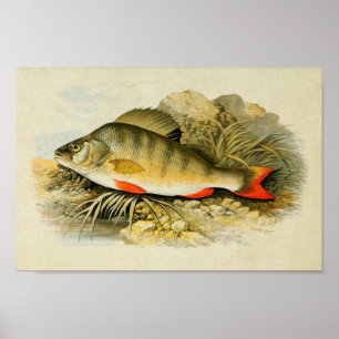 Impression de poisson vintage 013   Perche