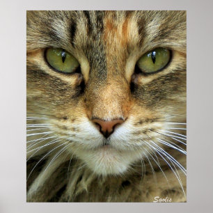 Impression de portrait de chat tigré sauvage aux y