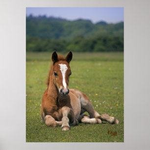 Impression de poulain de New Forest