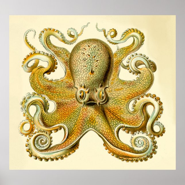 Impression de poulpe surdimensionnée de Haeckel vi (Devant)