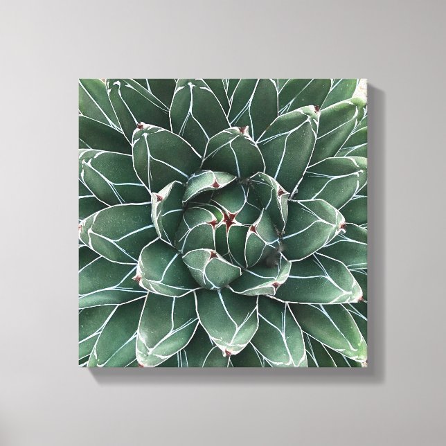 Impression de toile agave Queen Victoria (Recto)