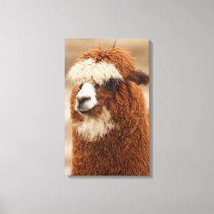 Impression de toile Alpaca