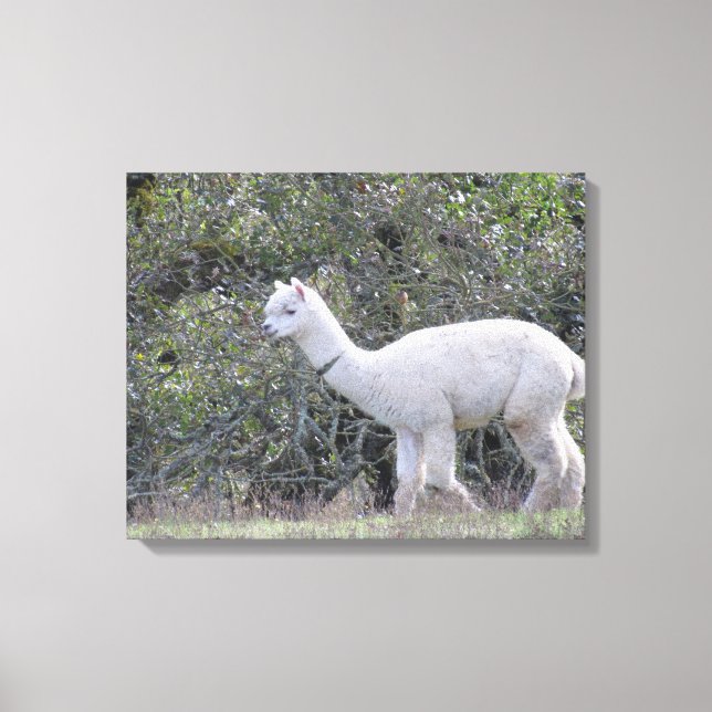 Impression de toile - Alpaca blanc (Recto)