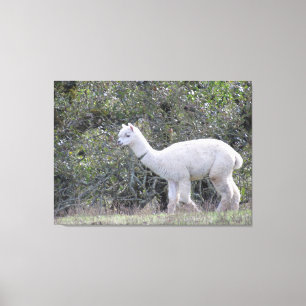 Impression de toile - Alpaca blanc