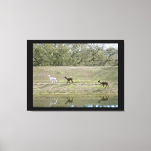 Impression de toile - Alpacas sur la colline