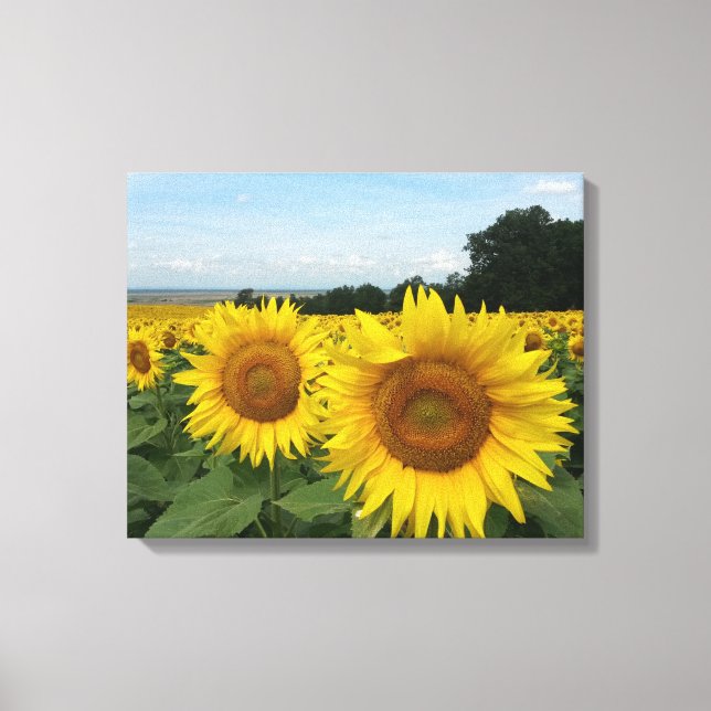 Impression de toile avec tournesol (Recto)