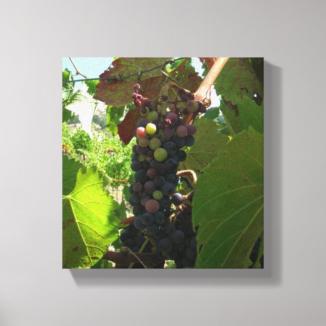 Impression de toile - Cluster de raisins sur la vi (Recto)