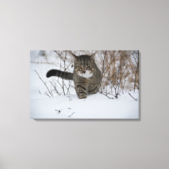 impression de toile de chat d'hiver (Recto)