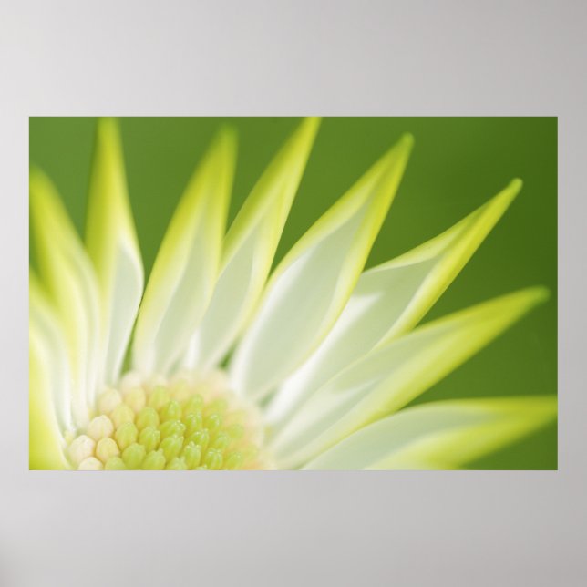 Impression de toile de marguerite (Devant)