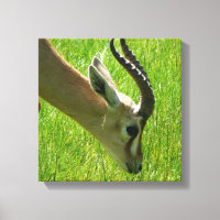 Impression de toile de pâturage Gazelle