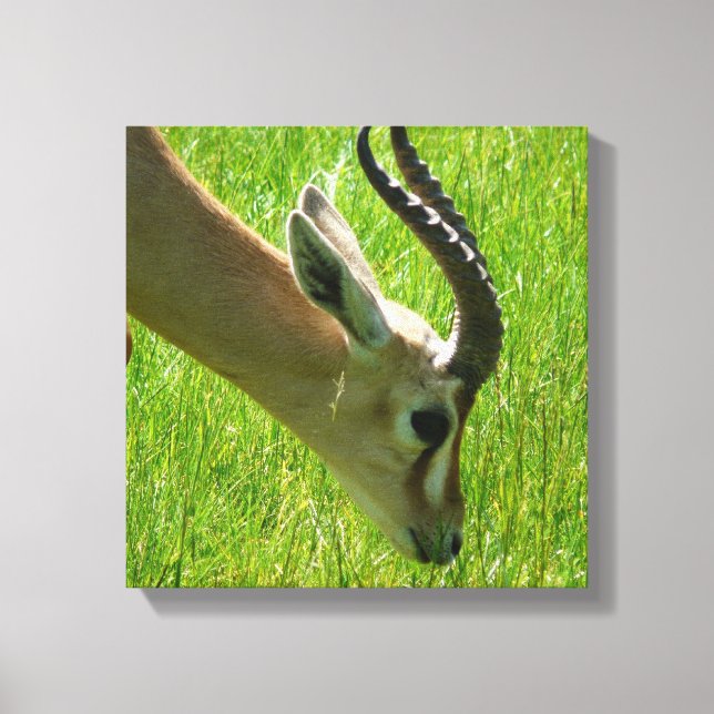 Impression de toile de pâturage Gazelle (Recto)
