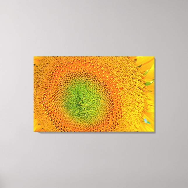Impression de toile de tournesol (Recto)