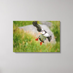 Impression de toile de vol d'oiseau Puffin de l'At