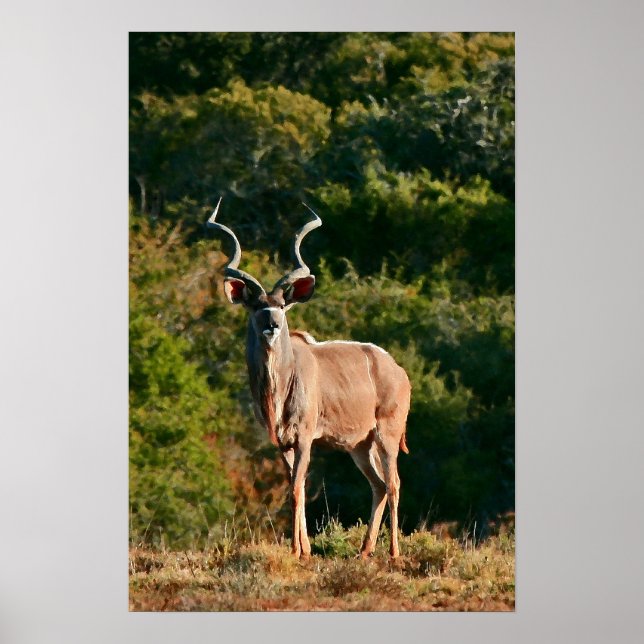 Impression de toile East Cape Kudu (Devant)