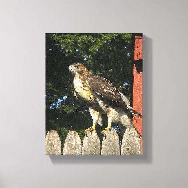 Impression de toile enroulée Hawk (Recto)