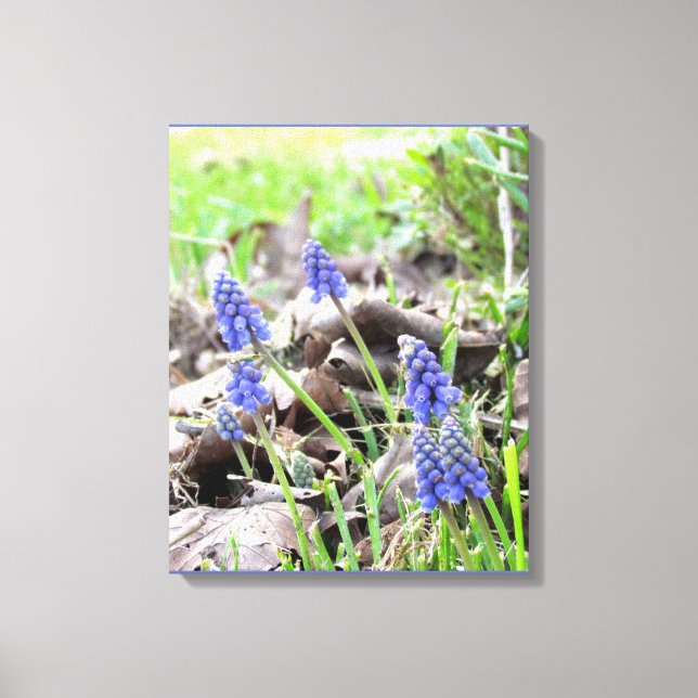 Impression de toile - Hyacynthe de raisin (Recto)