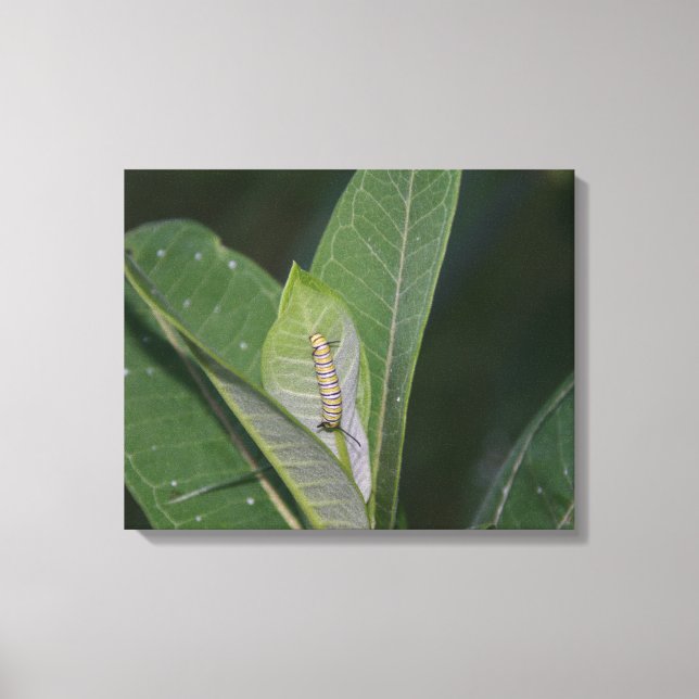 Impression de toile Monarch Caterpillar (Recto)