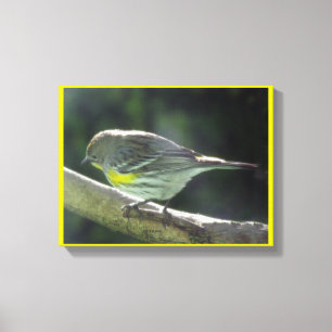Impression de toile - Oiseau à poitrine jaune sur 