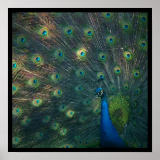 Impression de toile 'Peacock'