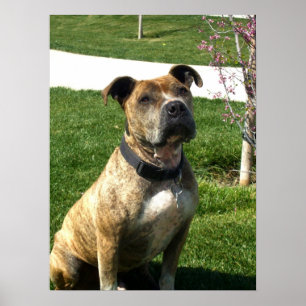 Impression de toile Pitbull