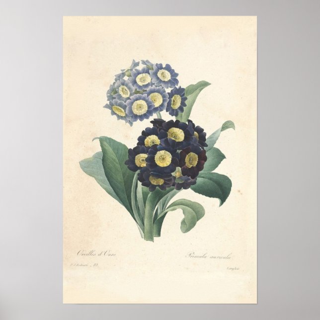 Impression de toile Primula (Devant)