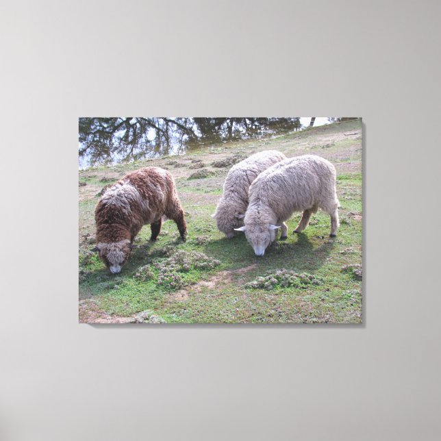 Impression de toile - Trois moutons (Recto)