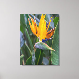 Impression de toile vue fleur Oiseau du Paradis