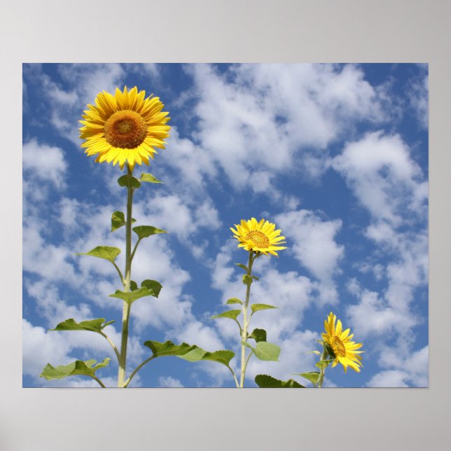 Impression de tournesol (Devant)