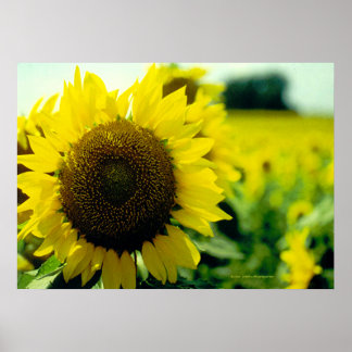 Impression de tournesol