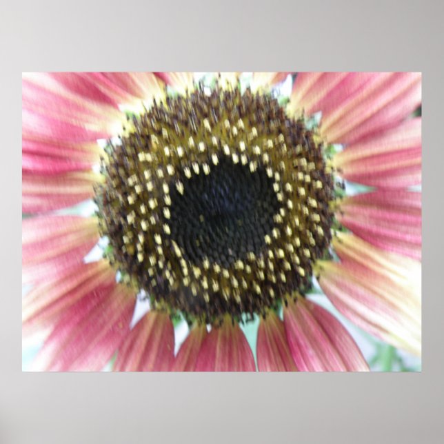 Impression de tournesol rose joli (Devant)