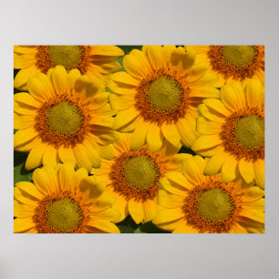Impression de tournesols
