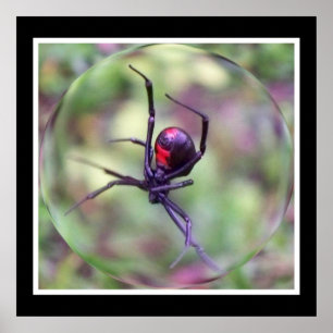 Impression de veuve noire