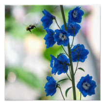 Impression de visite bleue d'une abeille (Moyen : 