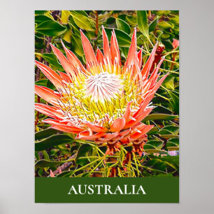 Impression de voyage de Protea