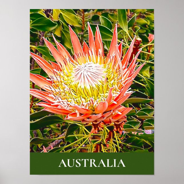 Impression de voyage de Protea (Devant)