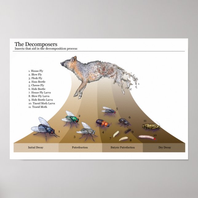 Impression des décomposeurs (Devant)