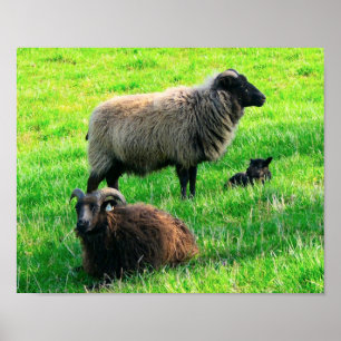 Impression des moutons