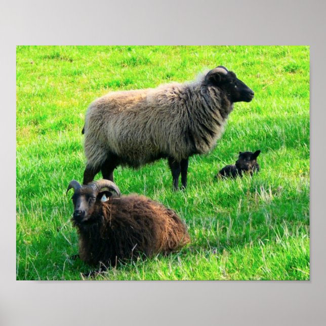 Impression des moutons (Devant)
