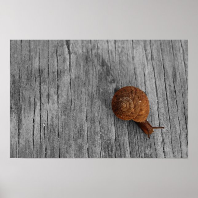 Impression d'escargot solitaire (Devant)