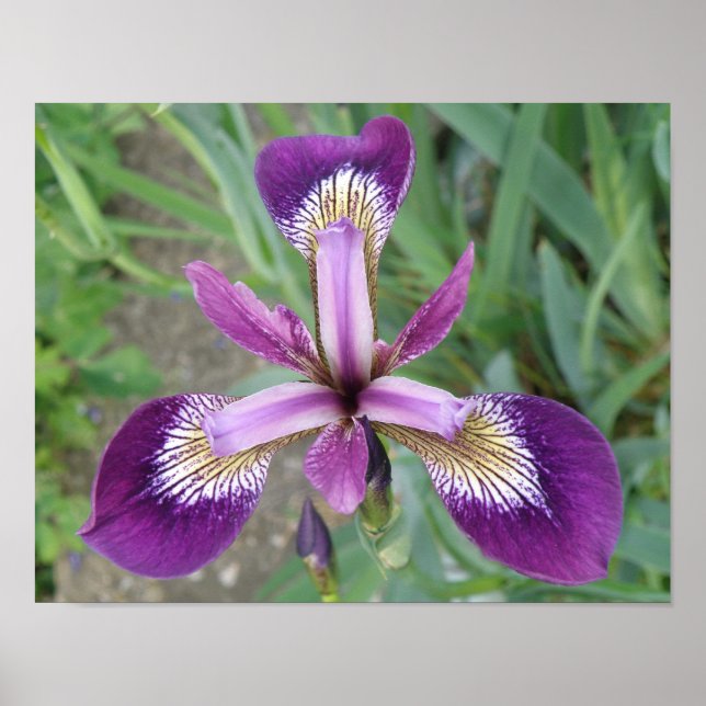 Impression d'Iris Violet (Devant)