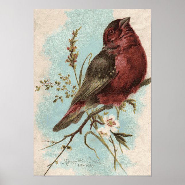 Impression d'oiseaux vintages (Devant)