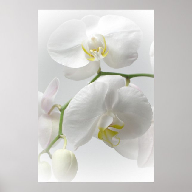 Impression d'orchidée blanche (Devant)