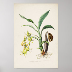 Impression d'orchidée Cycnoches ventricosum par Ba