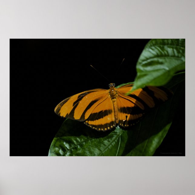 Impression Dryad (Devant)