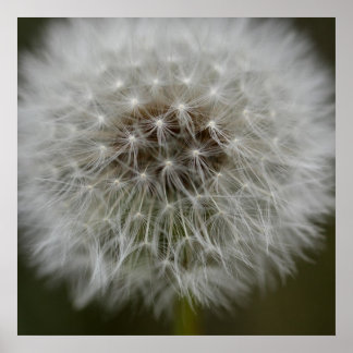 Impression du feuillet Dandelion