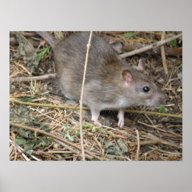 Impression du voyage en terrain sauvage de Rat (Devant)