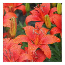 Photographie de Lillies